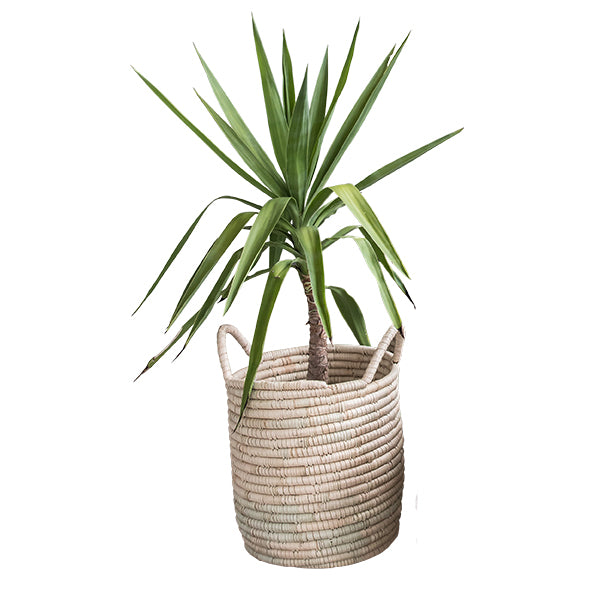 Lily Storage / Decorative Baskets